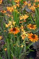 Pflanzen für Dich Staude Echinacea purp. Tiki Torch, 1 St., Sonnenhut