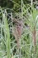 Pflanzen für Dich Gräser Miscanthus sinensis Malepartus, 1 St., Chinaschilf, Silberfedergras, rotbraune Blütenrispen, herbstfärbung