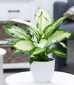 BALDUR Garten Zimmerpflanze Dieffenbachie 'Camilla', 1 St., Dieffenbachia, pflegeleicht