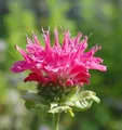 Indianernessel Scorpion - Monarda fistulosa
