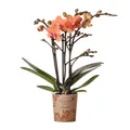 Orange Phalaenopsis Orchidee - Mineral Bolzano - Topf 9cm - blühende Topfpflanze