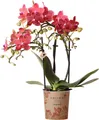 Kolibri Orchids | rote Phalaenopsis-Orchidee - Kongo - Topfgröße Ø9cm | blühende Zimmerpflanze - frisch vom Züchter