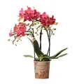 Kolibri Orchideen - Rote Phalaenopsis Orchidee - Kongo - Topfgröße 9cm