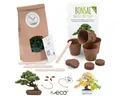 HappySeed Blumensamen Bonsai Anzuchtset inkl. eBook - Pflanzset mit Pinie + Amberbaum, Bonsai
