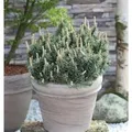 Zwergkiefer Humpy 20-25cm - Pinus mugo