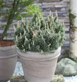 Zwergkiefer Humpy 20-25cm - Pinus mugo