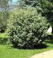 Wintergrüne Ölweide Compacta 40-60cm - Elaeagnus ebbingei - lebende Gartenpflanze aus den Baumschulen