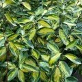 Wintergrüne Ölweide Limelight 40-60cm - Elaeagnus ebbingei