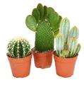 3 verschiedene größere Kakteen im Set, 12-cm-Topf, ca. 15–28 cm hoch