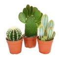 Exotenherz Kaktus 3 verschiedene größere Kakteen im Set, 12cm Topf, ca. 15-28cm hoch