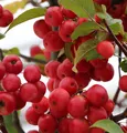 Zierapfel Red Sentinel 60-80cm - Malus Hybride