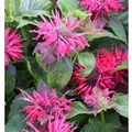 Indianernessel Pink Supreme - Monarda didyma