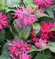 Indianernessel Pink Supreme - Monarda didyma
