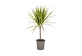 Exotenherz Zimmerpflanze Drachenbaum - Dracaena marginata "Sunray" - Grünpflanze