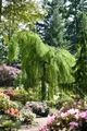 Pflanzen für Dich Gehölze Betula pendula, 1 St., Hängebirke, Sandbirke, Weißbirke, Warzenbirke