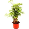 Exotenherz Fiederaralie Polyscias Fruticosa Pflegeleichte Zimmerpflanze mit Stamm 12cm Topf