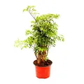 Fiederaralie - Polyscias fruticosa - pflegeleichte Zimmerpflanze mit Stamm - 12cm Topf