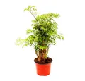 Exotenherz Zimmerpflanze Fiederaralie Polyscias fruticosa Zimmerpflanze mit Stamm 12cm Topf