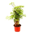 Fiederaralie - Polyscias fruticosa - Zimmerpflanze mit Stamm - 12cm Topf