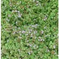 Korsische Minze - Mentha requienii