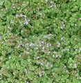 Korsische Minze - Mentha requienii - lebende Gartenpflanze aus den Baumschulen