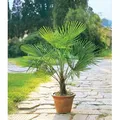 BALDUR-Garten 1x Winterharte Kübel-Palme, Pflanze im 13 cm-Topf, Chinesische Hanfpalme, Freilandpalme, Gartenpalme,Trachycarpus fortunei, frosthar...