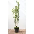 Ligustrum ovalifolium 100-125 cm
