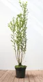 Pflanzen für Dich Gehölze Ligustrum ovalifolium, 1 St., Ovalblättriger Liguster, Gartenliguster