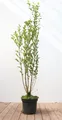 Ligustrum ovalifolium, Ovalblättriger Liguster, 100–125 cm