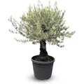 Sunny-Tree Olivenbaum Olea Europaea Picual Mini Pata 170 cm inkl. Topf  Mediterraner Topfbaum für Balkon & Garten