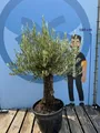 Sunny Tree "Olivenbaum Olea Europaea 'Picual Mini Pata' – 170 cm inkl. Topf, Mediterraner Topfbaum für Balkon & Garten"