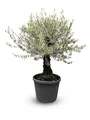 Sunny Tree "Olivenbaum Olea Europaea 'Picual Mini Pata' – 170 cm inkl. Topf, Mediterraner Topfbaum für Balkon & Garten