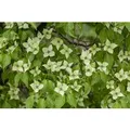 Cornus Kousa Chinensis China Girl Chinesischer Blumen-Hartriegel 80–100 cm