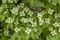 Cornus kousa chinensis 'China Girl', Chinesischer Blumen-Hartriegel, 80–100 cm
