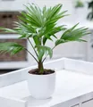 BALDUR Garten Zimmerpflanze Palme 'Livistona Rotundifolia', 1 St., Zimmerpflanze