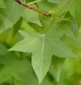 Amerikanischer Amberbaum 40-60cm - Liquidambar styraciflua