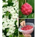BALDUR Garten 1x Japanischer Blumen-Hartriegel, Pflanze im 2 Liter-Topf, reife Früchte essbar, Cornus kousa, winterhart, blühend, essbare Frücht...