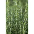 Rosmarinus Officinalis Arp Rosmarin Winterhart Ca. 9x9 cm Topf