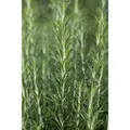Rosmarinus Officinalis Arp Rosmarin Winterhart Ca. 9x9 cm Topf