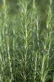 Rosmarinus officinalis 'Arp', Rosmarin, winterhart, ca. 9x9 cm Topf