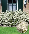 BALDUR Garten 1x Orangenblume White Dazzler®, Pflanze im 9x9 cm-Topf, Choisya ternata, robust, insektenfreundlich, stark duftend, winterhart bis -10 °C, pflegeleicht, Wasserbedarf gering, blühend