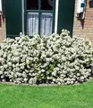 BALDUR Garten 1x Orangenblume White Dazzler®, Pflanze im 9x9 cm-Topf, Choisya ternata, robust, insektenfreundlich, stark duftend, winterhart bis -10 °C, pflegeleicht, Wasserbedarf gering, blühend