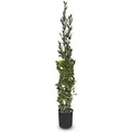 Sunny-Tree Laurus Nobilis Echter Lorbeer Strauch Immergrün 160cm Winterhart 10-Liter-Topf für Garten und Terrasse Aromatischer Gewürzlorbeer