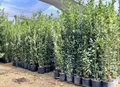 Sunny Tree - Laurus Nobilis Echter Lorbeer Strauch, Immergrün, 160 cm, Winterhart, 10-Liter-Topf, Premium Kübelpflanze für Garten und Terrasse, Aromatischer Gewürzlorbeer