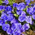 Hornveilchen Martin - Viola cornuta - lebende Gartenpflanze aus den Baumschulen