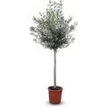 Sunny-Tree    Hochstämmiger Olivenbaum 170 Zentimeter Hoch 15 Jahre Alt Olea Europea - Winterhart Bis -18° Fruchtbildend - Obstbaum
