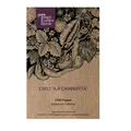 Chili 'Aji Charapita' - Capsicum chinense Samen | scharfe Urwald-Chili aus Peru