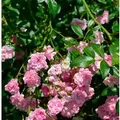 Hochstamm Rose The Fairy 60-80cm