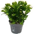 Exotenherz Großer Weihnachtskaktus Schlumbergera XXL 17cm Topf ca. 25-35cm Hoch Weisse Blüten