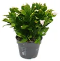 Großer Weihnachtskaktus – Schlumbergera – XXL – Topf 17 cm – Höhe ca. 25–35 cm – weiße Blüten